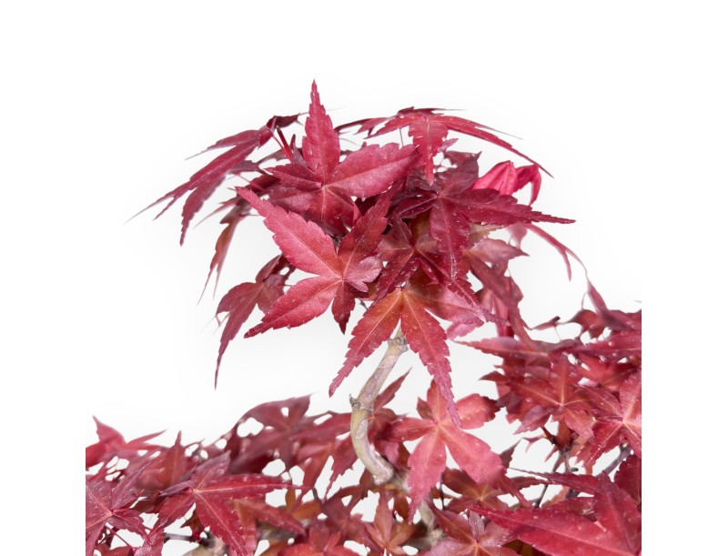 Bonsai of maple of 31 cm | Cream carré pot