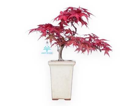 Bonsai von ahorn von 31 cm | Quadratisch creme Topf