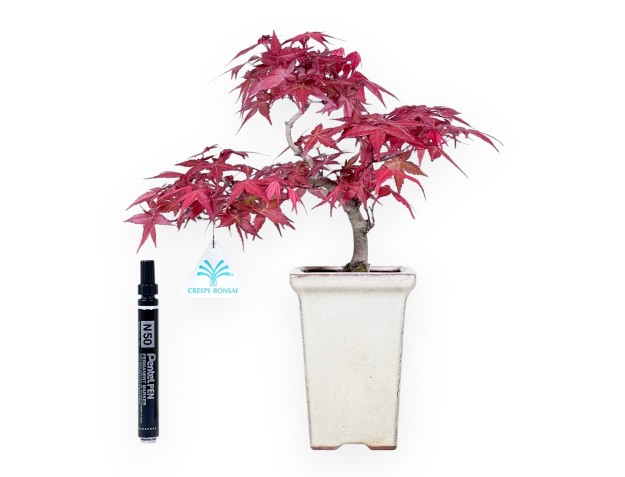 Bonsái de arce de 31 cm | Maceta cuadrado crema