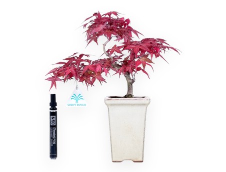 Bonsaï de Érable de 31 cm | Pot carré crème