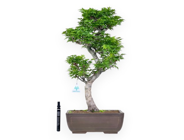 Bonsái de arce de 56 cm | Maceta rectangular de gres