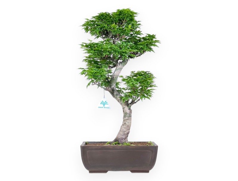 Bonsaï de érable de 56 cm | Pot rectangulaire en grès