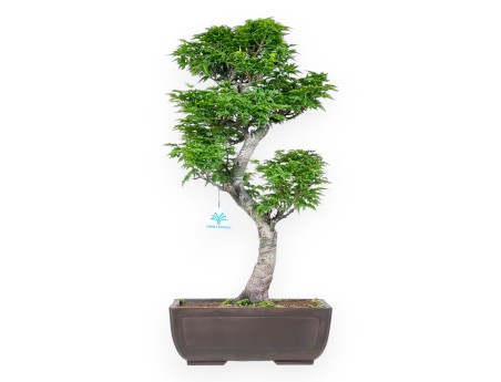 Bonsai van esdoorn van 56 cm| Rechthoekige ongeglazuurde pot
