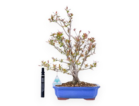 Bonsai di Melograno da 42 cm | Vaso rettangolare blu chiaro