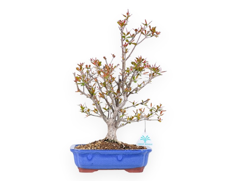 Bonsái de granado de 42 cm | Maceta rectangular azul claro