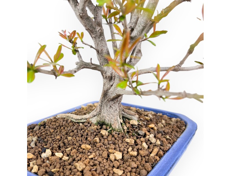 Bonsai di Melograno da 42 cm | Vaso rettangolare blu chiaro