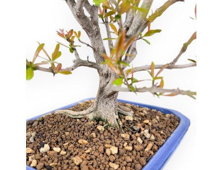 Bonsaï de grenadier de 42 cm | Pot rectangulaire bleu clair