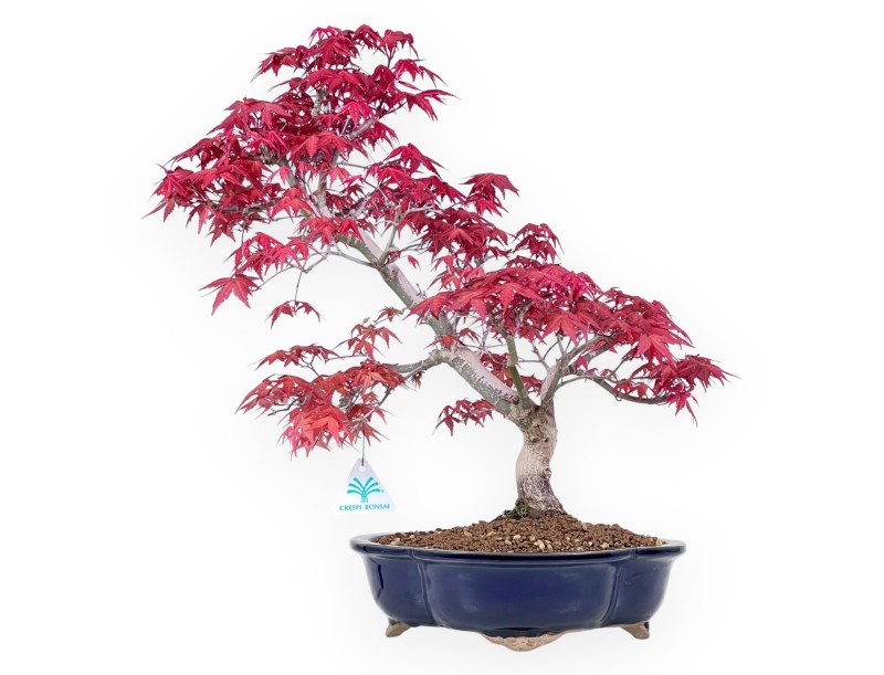 Bonsai di acero da 48 cm | Vaso a nuvola blu