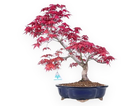 Bonsaï de Érable de 48 cm | Pot à nuage bleu