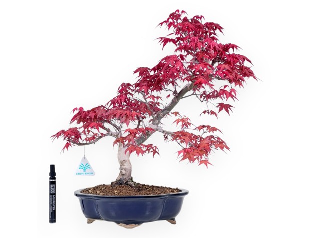 Maple bonsai 48 cm | Blue cloud pot