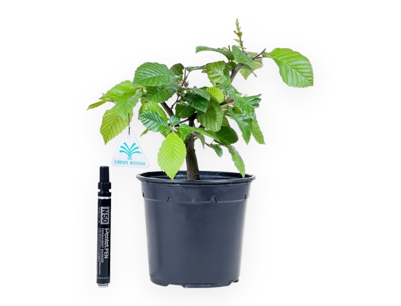 Working plant of Hornbeam of 31 cm | Plastic pot