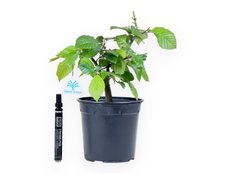 Working plant of Hornbeam of 31 cm | Plastic pot