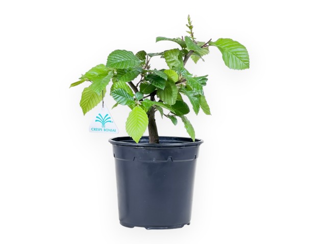 Pianta da lavorare di carpino da 31 cm | Vaso in plastica