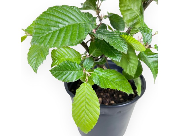 Werkplant van haagbeuk van 31 cm | Plastic pot 2