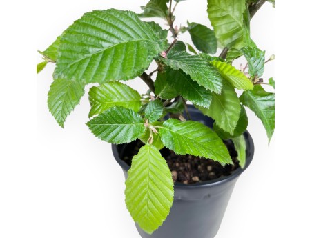 Werkplant van haagbeuk van 31 cm | Plastic pot