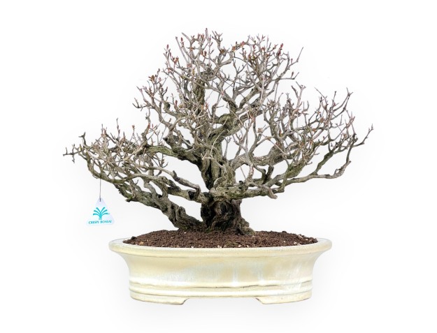 Bonsai von granatapfel von 46 cm | Oval creme Topf
