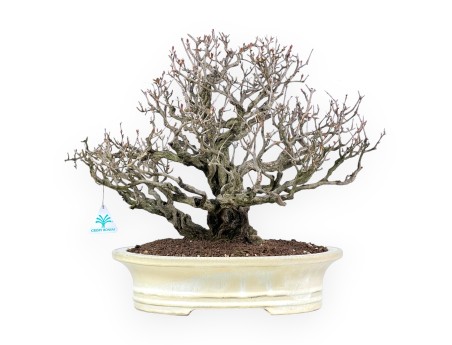 Bonsái de granado de 46 cm | Maceta oval crema
