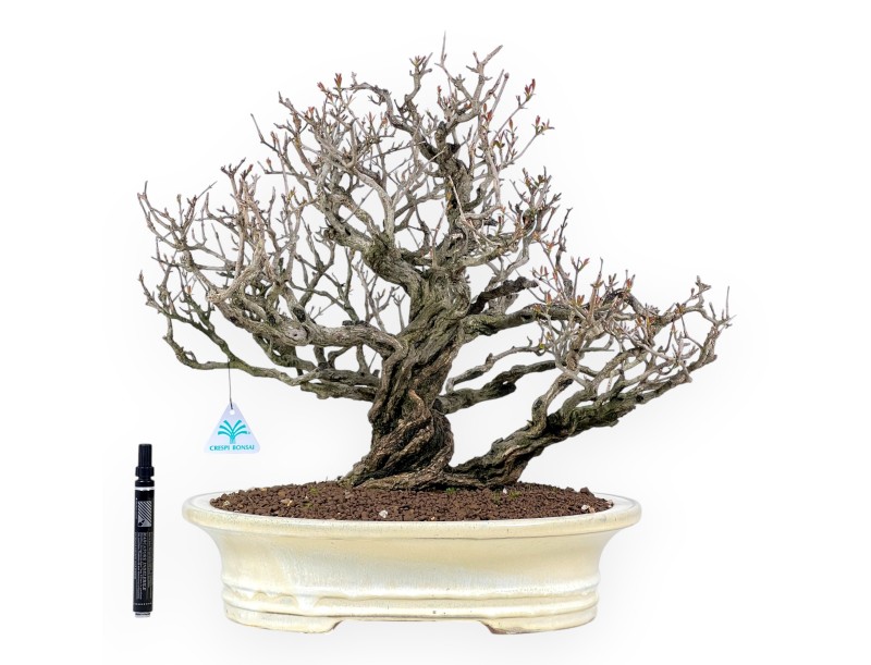Bonsái de granado de 46 cm | Maceta oval crema