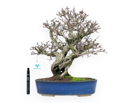 Bonsai van granaatappel van 44 cm | Ovaal blauw pot