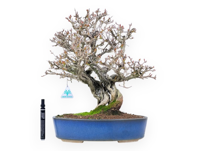 Bonsai di Melograno da 44 cm | Vaso ovale blu