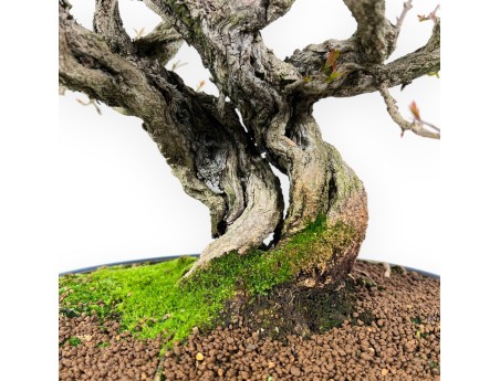 Bonsaï de grenadier de 44 cm | Pot ovale bleu