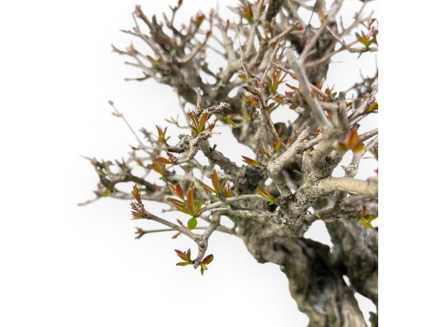 Bonsai di Melograno da 44 cm | Vaso ovale blu 2