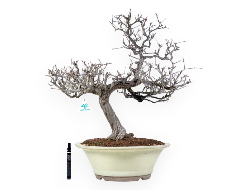 Bonsai di Melograno da 70 cm | Vaso tondo crema