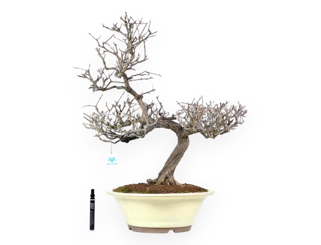 Bonsái de granado de 70 cm | Maceta redondo crema