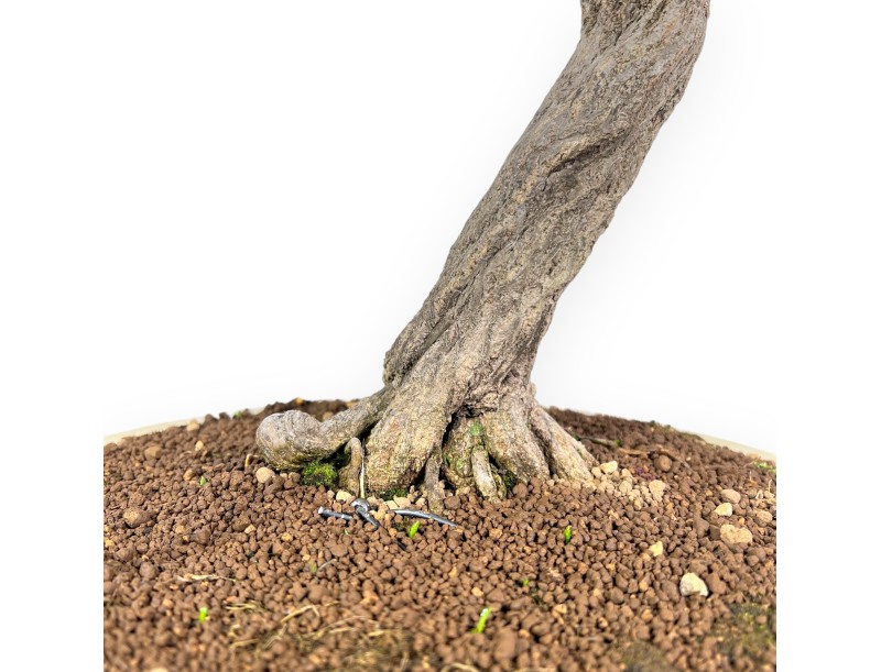 Bonsai von granatapfel von 70 cm | Rund creme Topf