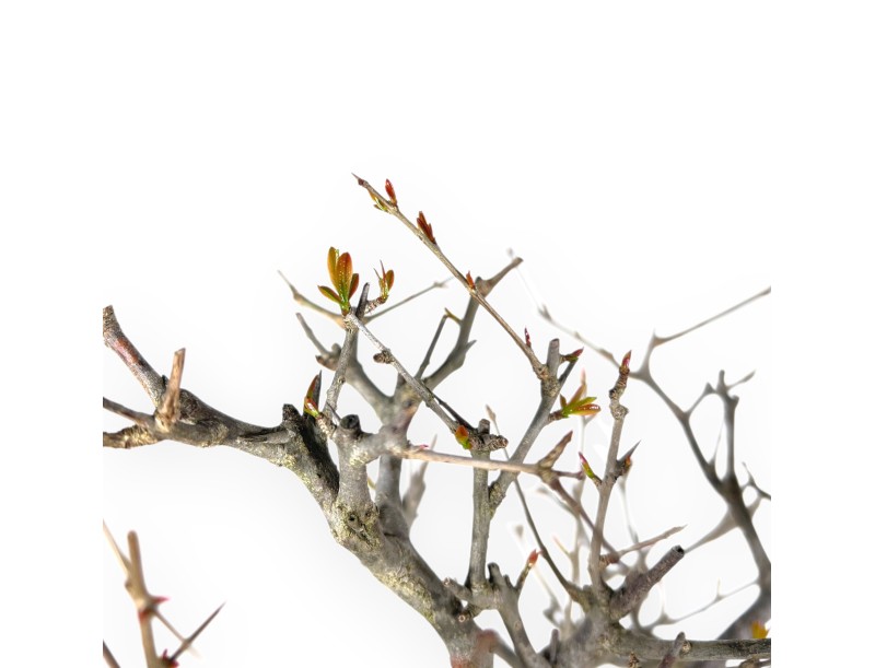 Bonsai von granatapfel von 70 cm | Rund creme Topf