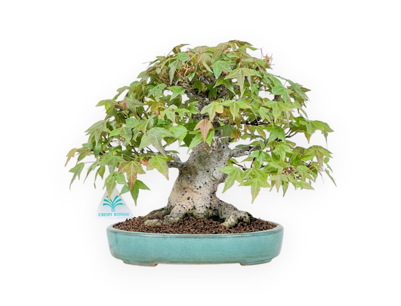 Bonsai di acero da 25 cm | Vaso rettangolare blu