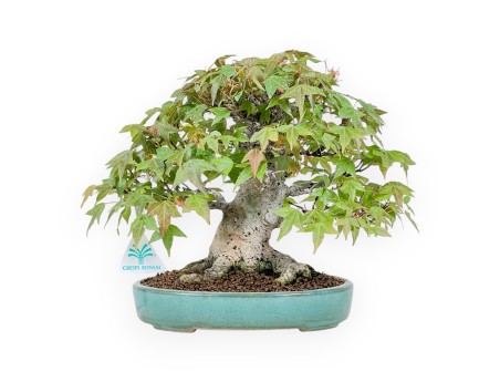Bonsai of Maple 25 cm | Green oval pot