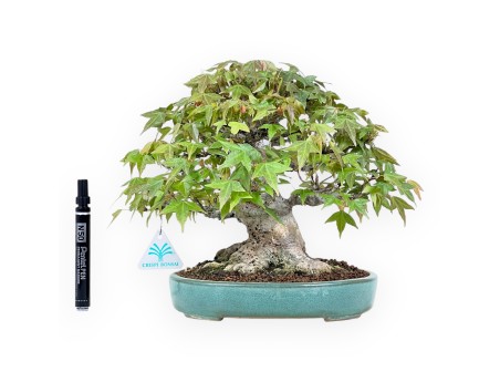 Esdoorn bonsai van 25 cm | Ovaal groen pot