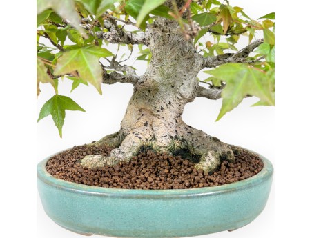 Bonsái de arce de 25 cm | Maceta oval verde