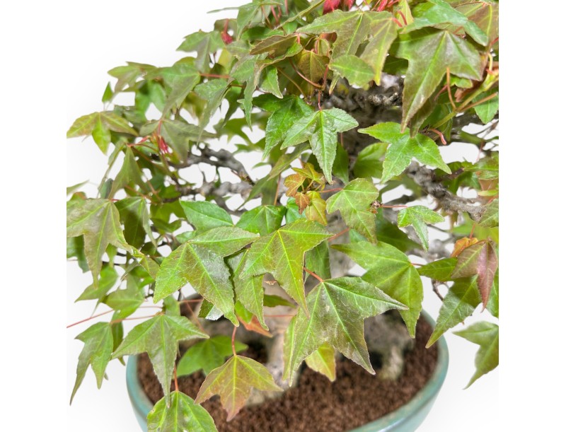 Bonsai of Maple 25 cm | Green oval pot