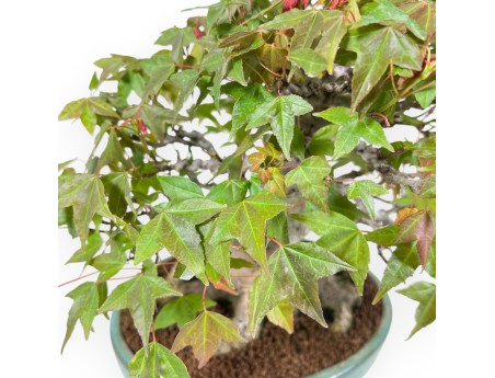 Bonsaï de Érable de 25 cm | Pot ovale vert