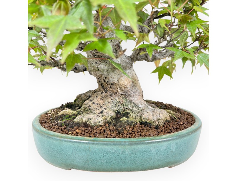 Bonsaï de Érable de 25 cm | Pot ovale vert