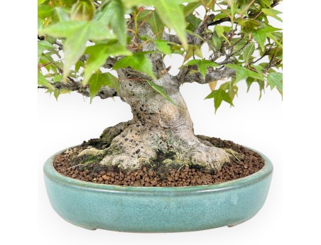 Bonsái de arce de 25 cm | Maceta oval verde