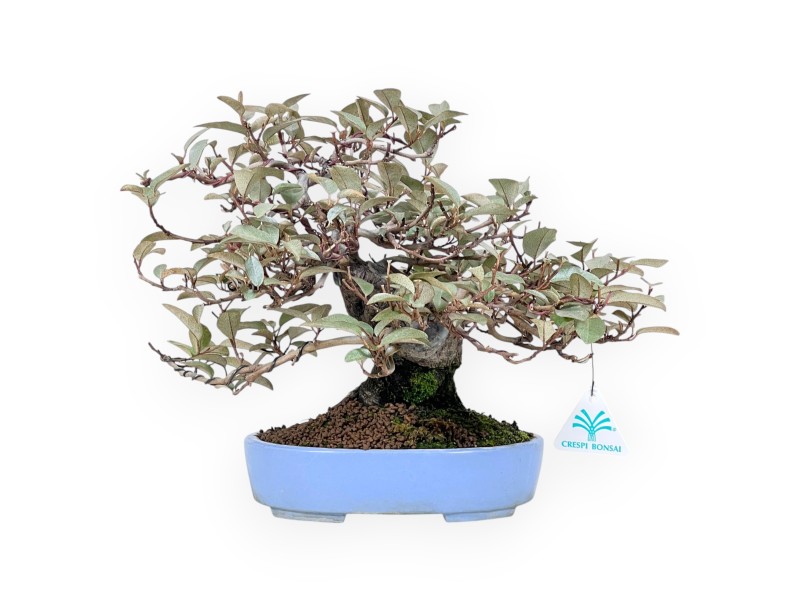 Elaeagnus Bonsai von 27 cm | Türkis oval Topf