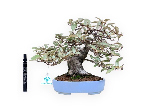 Bonsai di Elaeagnus da 27 cm | Vaso ovale turchese