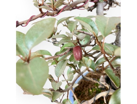Elaeagnus bonsaï de 27 cm | Pot ovale turquoise