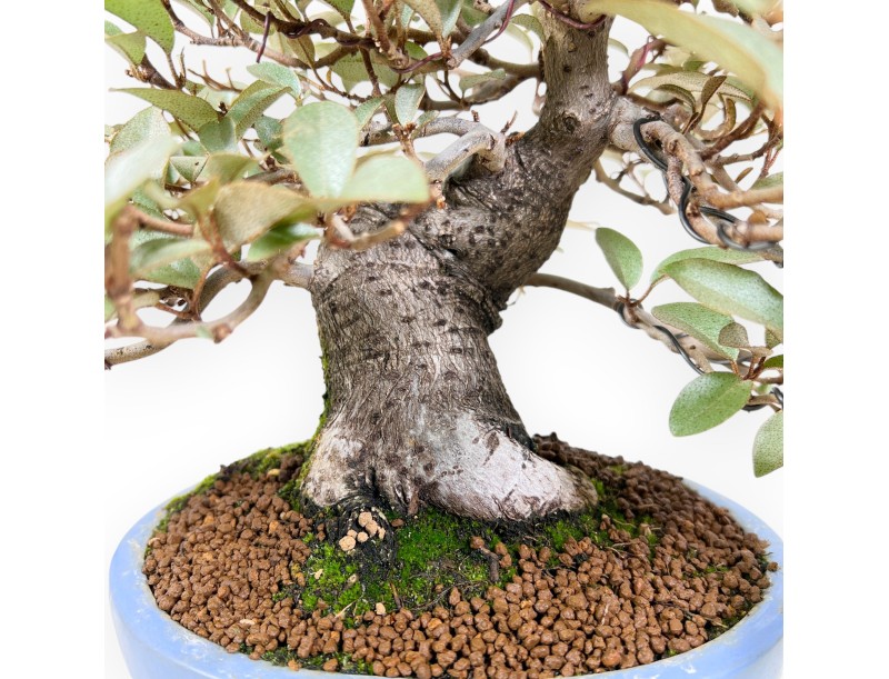 Elaeagnus bonsai 27 cm | Maceta oval turquesa