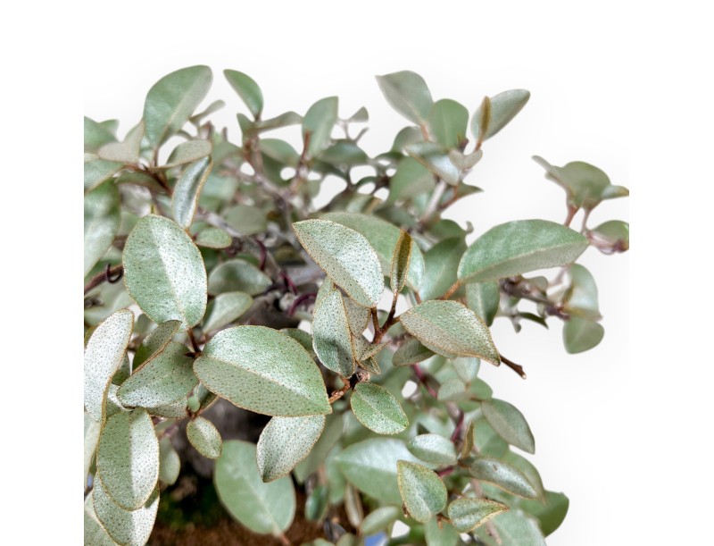 Bonsai of Elaeagnus of 27 cm | Turquoise oval pot