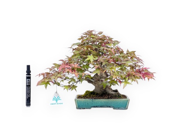 Bonsai of Maple of 25 cm | Green rectangular pot