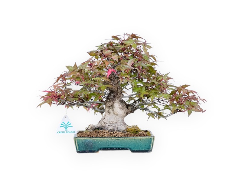 Bonsai of Maple of 25 cm | Green rectangular pot