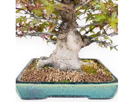 Bonsái de arce de 25 cm | Maceta rectangular verde