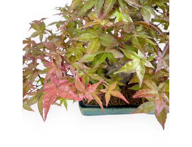 Bonsai of Maple of 25 cm | Green rectangular pot 2