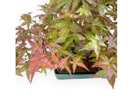 Bonsaï de Érable de 25 cm | Pot rectangulaire vert