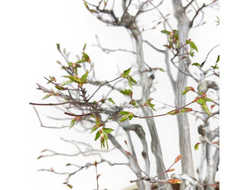 Bonsai von hainbuche von 73 cm | Oval creme Topf