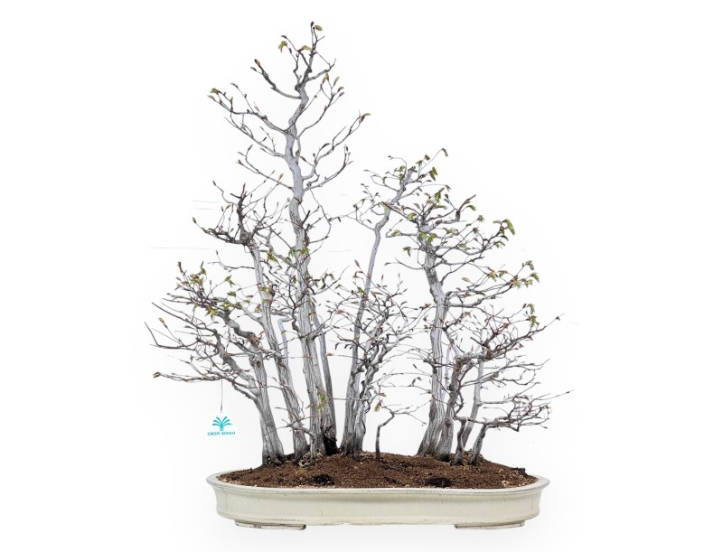 Bonsai von hainbuche von 73 cm | Oval creme Topf